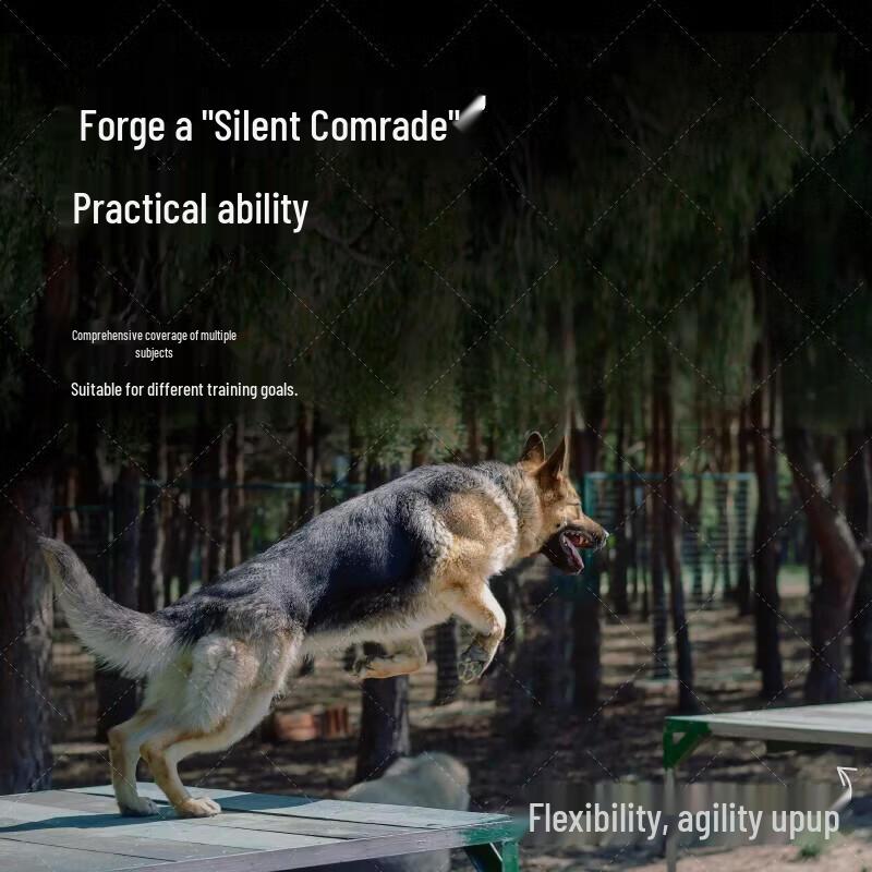 Fengdi Dog Agility & Obstacle Training Equipment