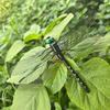 Dragonfly Clip for Insects Repellent 3D Artificial Dragonfly Hat Clip Clip-on Realistic Dragonfly for Outdoor Backyard Garden Decor