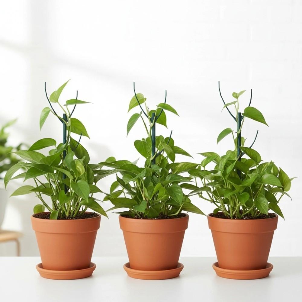 Prevent Tipping Over Climbing Vine Stake Flower Pot Trellis Garden Plant Stake  Greenhouse
