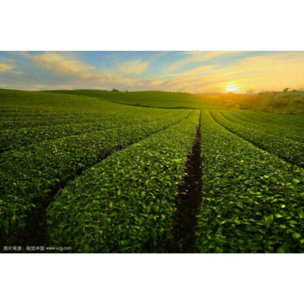 Banzhang Pu erh Tea Green Tea Aged Taste