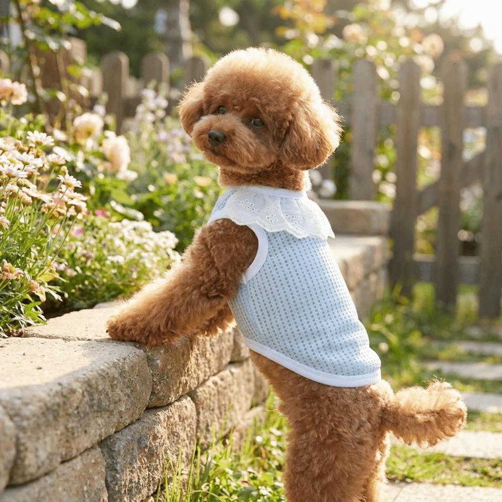 Thin Breathable Mesh Dog Vest Round Neck Dog Cooling Vest Cooling Pet Vest  Photography