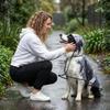 Transparent Dog Raincoat, Waterproof Clear Hooded Dog Rain Poncho With Leash Hole, Lightweight Pet Rain Jacket With Black Trim For Small Medium Lar