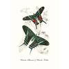Vintage Butterflies poster Vintage Dead Leaf Butterfly Specimen Minimalist Wall  Print Canvas  Posters for Home Decor