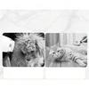 ABYN-2-In-1 Pet Hair Dryer Brush, Dog Cat Grooming EU Plug