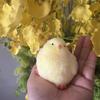Squeeze Chick Decompression Soft Vent Toy Stretch Novelty Chick Toy for Adult Stress Relief Toy Student Hand Squeeze Toy