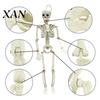 Sturdy Skeleton Figure for Garden Landscaping Halloween Decoration, 3Ft Life Size Full Body Human Bone, Realistic Posable Secret Room with Movable
