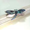 Shell Dragonfly Cartoon Brooch With Handcrafted Inlay For Girls And Women
