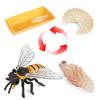 Oenux Simulation Luna Moth Salmon Butterfly Ants Life Growth Cycle Animals Model Action Figures Educational Miniature Kids Toy