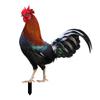 Ornamental Eco-friendly Rooster Decor Garden Statue Chicken for Garden