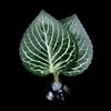 Betta Fish Leaf Bed Simulation Leaf Hammock Bed Rest Habitats Fishtanks Spawning Grounds Suction Cup Leaf Resting Bed