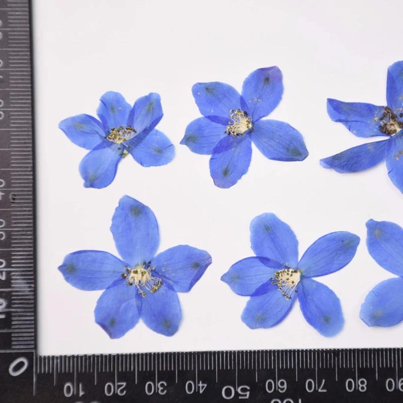 

Parfleurs for Marriage, Secateurs for Wedding,120PCs синій