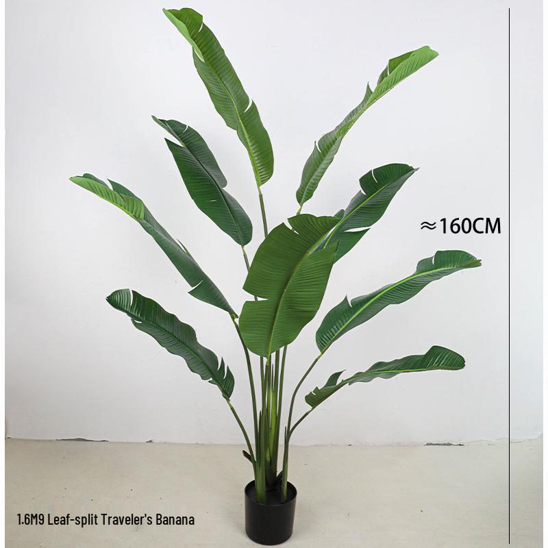 Large Monstera Banana Leaf Plant for Indoor Display and Corner Landscaping