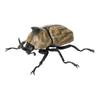 Original Capsule Toys Creature Encyclopedia: Beetles 10 Movable Joints Insects Miniature Model Assembly Collection Gacha Figures