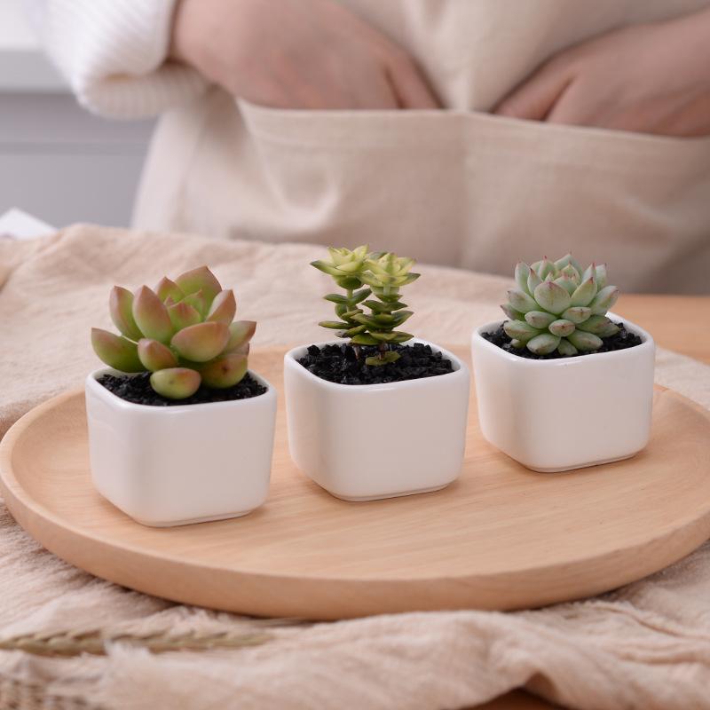Set of 5 Ceramic Succulent Pots – Mini Flower Planters with Bamboo Tray for Home & Office Decor