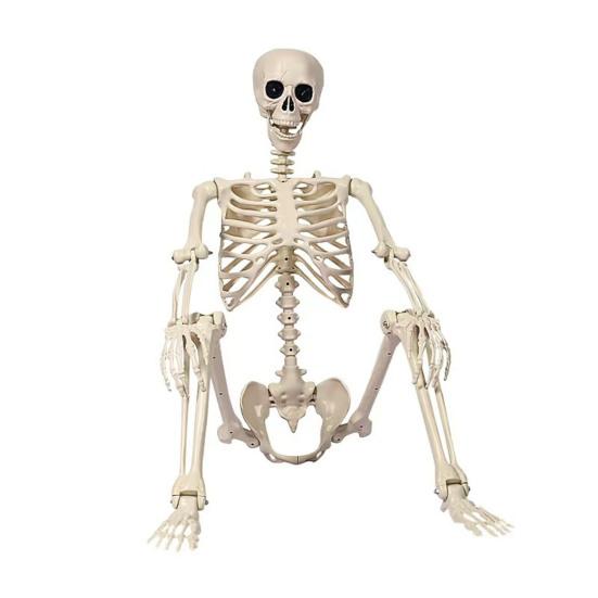 36" Halloween Posable Skeletons Full Body Plastic Human Bone Model with Movable Joints for Yard Haunted House Indoor Outdoor Decor