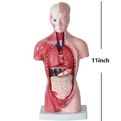 Unisex mänsklig bålkropp Anatomi Anatomisk modell Inre organ Skelettsystem