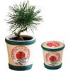 Seishin Seramik Mini Bonsai Bahçesi Kızıl Çam Yaklaşık 9cm Çapında Mükemmel Hediye veya Doğum Günü İçin İlkbahar/Sonbahar Avuç İçi Boyutunda Kit,
