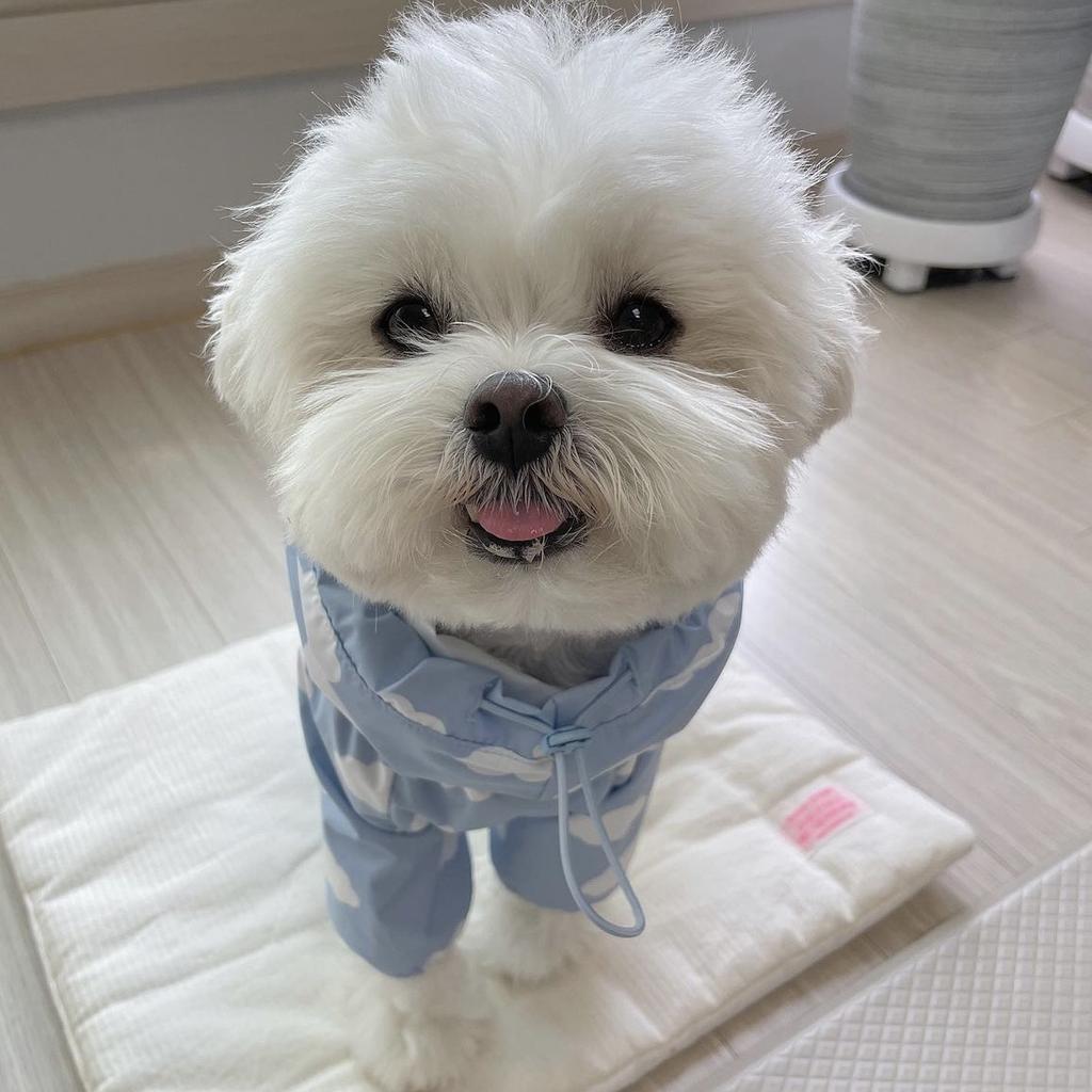 Fashion Pet Rain Coat for Dogs Waterproof Impermeable Full‑Body Raincoat Rain Cape Dog Clothing