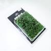 Vine Vegetation Simulation Miniature Vines Green Plant Landscape Vine Model  Architecture Building