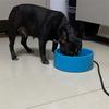 Heated Pet Water Bowl with Constant Temperature for Cats & Dogs