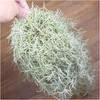 Artificial Spanish Moss Faux Hanging Greenery Moss 31.5 Fake Air Plant Looks Real for Home Outdoor Decoration Pack of 1 Green