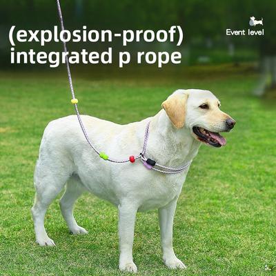 Köpek – Köpek Tasmaları ve Tasma Kayışları