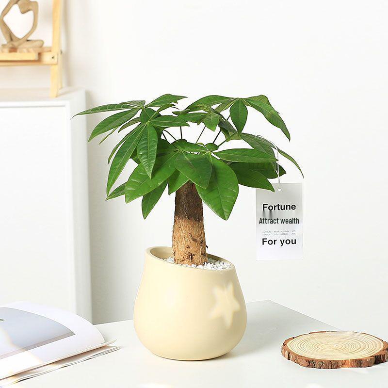 Nordic Ceramic Orchid Vase - Light Luxury Style for Small Plants