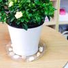 5pcs 6/8/10/12 Inch Drip Trays Round Plant Base Water Pan Plastic Flower Pot Tray  Potted Plant