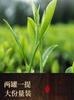 Xiaocha Diary Phoenix Single Pine Duck Shit Fragrance Oolong Tea Canned 250g
