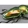 BACALYSO | Nirvana Rainbow Stag Beetle Figure, Lucanidae, 7.3cm, Includes Box, Refrigerator Attachment, Magnetic Ornament, Realistic Adult, Illustrate