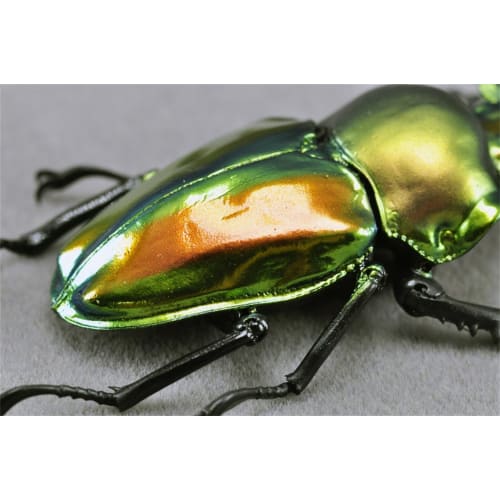 BACALYSO | Nirvana Rainbow Stag Beetle Figure, Lucanidae, 7.3cm, Includes Box, Refrigerator Attachment, Magnetic Ornament, Realistic Adult, Illustrate