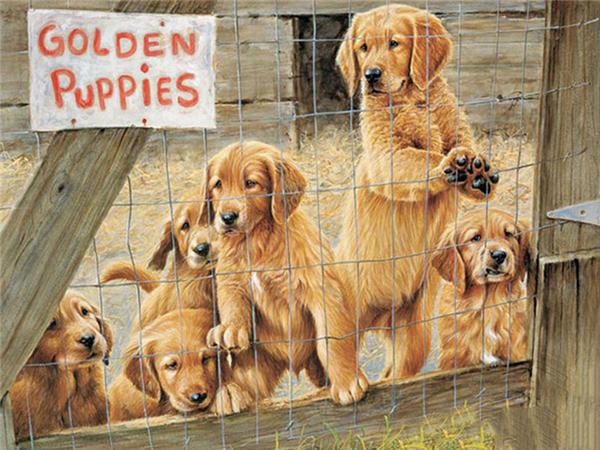 5d Diy Diamond Painting Labrador Dog Room Decor Diamond Embroidery Animal Natural Scenery Mosaic Crystal Picture