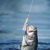 Bait Jigs Fishing 0.5mm/80mm Supporting String 3/0# 5 Pcs/Pack