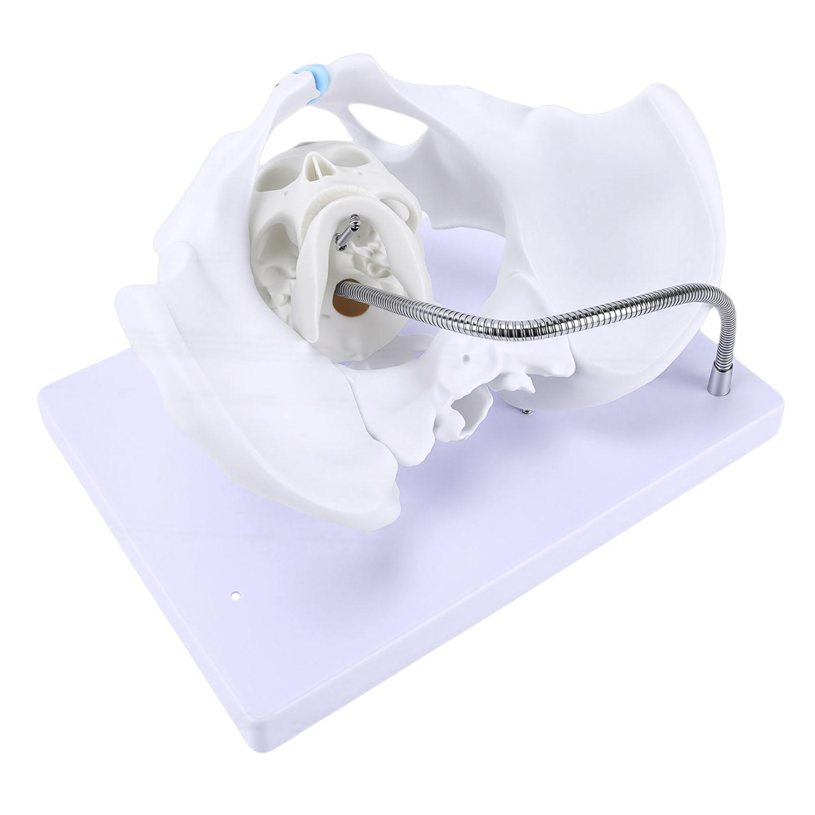 Female Pelvis Model Fetal Delivery Demonstration Tool for Teaching   Flexible Metal Pipe