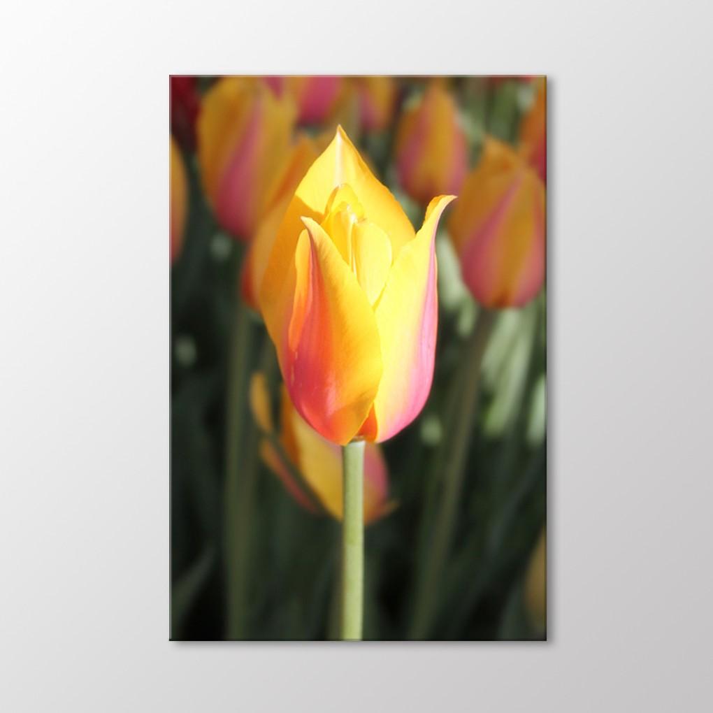 

Желтые тюльпаны