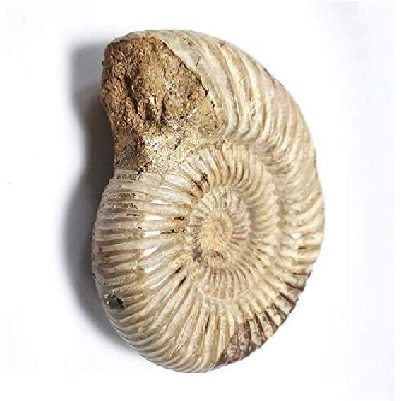 1pc Polished Raw Shell Specimen Madagascar Ammonite Rough Stones for Decor Shell Fossil