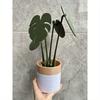 Monstera Coaster Plant Turtle Bamboo Coaster Plant with Magnet 3D Printing Cross-border Explosion