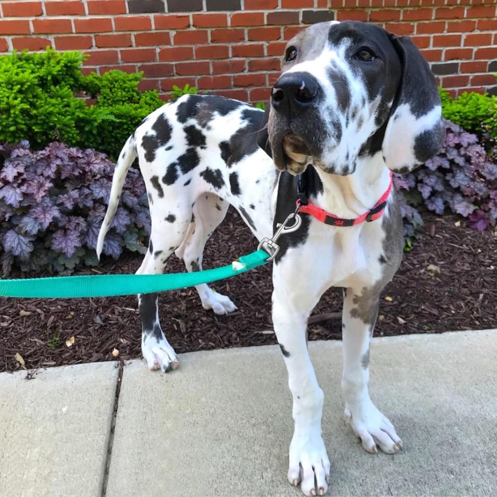 Heavy Duty Dog Leash Clips - Swivel Snap Hooks 4pcs