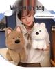 West Highland White Terrier Puppy Plush Toy - Cute Dog Doll for Girls, Living Room Sofa Decoration, Internet Celebrity-Inspired.