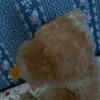 [USED] Steiff Stuffed Teddy Bear with Tag, Reproduction