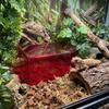 Translucent Lizard Acrylic Shelter Breathable Reptile Hideout Reptile Hide Cave  Pet Breeding