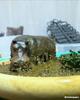 [USED] Hippopotamus figure/diorama