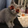 Non-Slip Cat & Small Dog Sunglasses Pet Accessories Puppy Kitty Cosplay Costume Cute Animal Eyewear Photo Props
