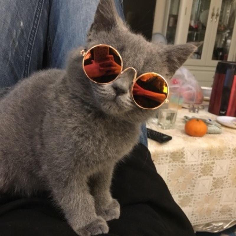 Non-Slip Cat & Small Dog Sunglasses Pet Accessories Puppy Kitty Cosplay Costume Cute Animal Eyewear Photo Props