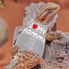 Bearded Dragon Adjustable Clothes Harness with Leash,Bearded Dragon Harness Leash Set for Lizards,Chameleon, Traction Rope Walking Leash Reptile