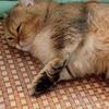 Rattan Cat Bed with Cooling Ice Pad - Four Seasons Universal Cat Nest