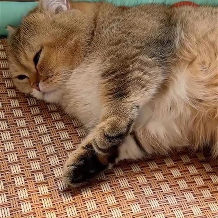 Rattan Cat Bed with Cooling Ice Pad - Four Seasons Universal Cat Nest