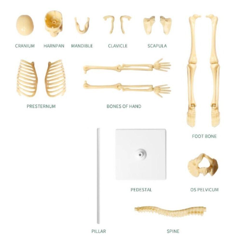 Skeletal Joints Of Human Organ Model DIY Human Body Model Teaching Bone Model  Teaching Tools