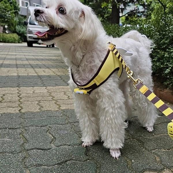 Set oficial de lesă pentru ham pentru albine pentru câini