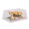 Wind Up Beetle Bionic Toys Creative Prankster Animated Insect Toy Model Beetle Children'S Battle Plastic Animals Wind Up Toy